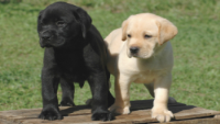 canilgrassini de labrador retriever 